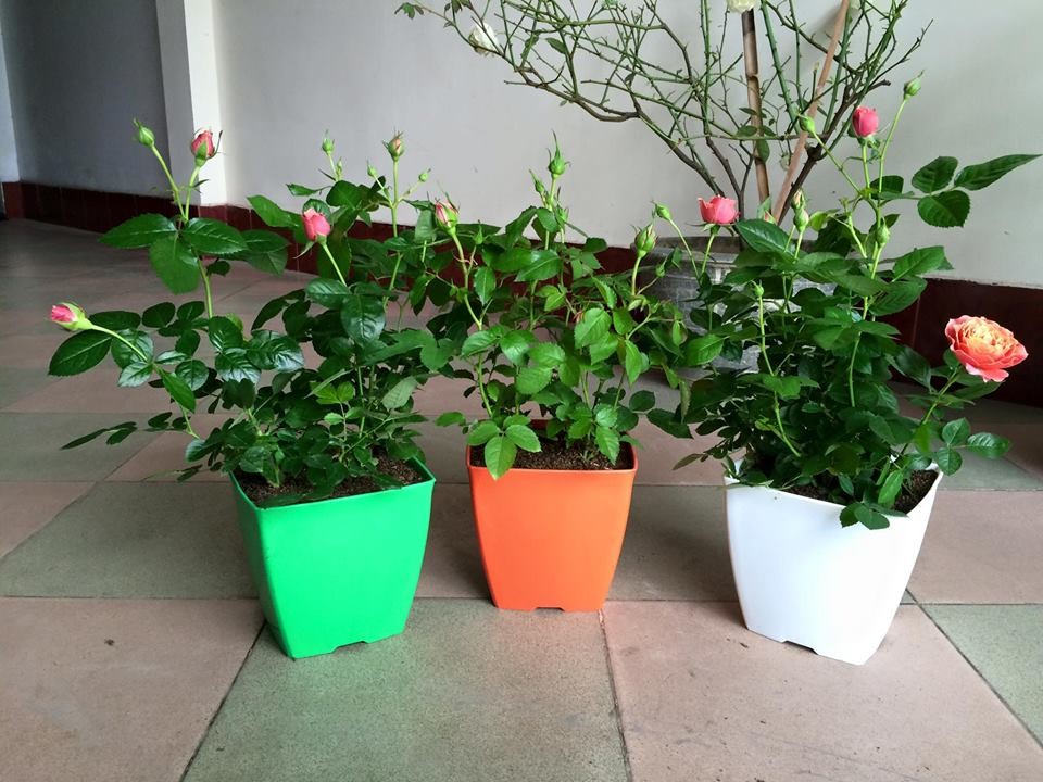 Chậu vuông decor 