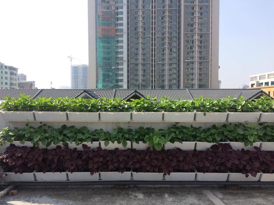 Thi công vườn rau đẹp xinh cho khách hàng tại TPHCM! Thi công vườn rau đẹp xinh cho khách hàng tại TPHCM!