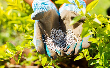 Bón phân gì cho rau sạch tại nhà để đạt kết quả cao nhất khi trồng ? Bón phân gì cho rau sạch tại nhà để đạt kết quả cao nhất khi trồng ?