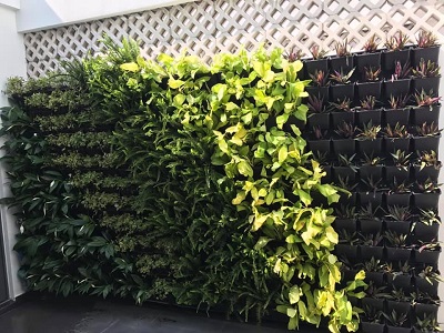 Bạn đã biết nơi thi công vườn tường đứng uy tín ở HCM chưa? Bạn đã biết nơi thi công vườn tường đứng uy tín ở HCM chưa?