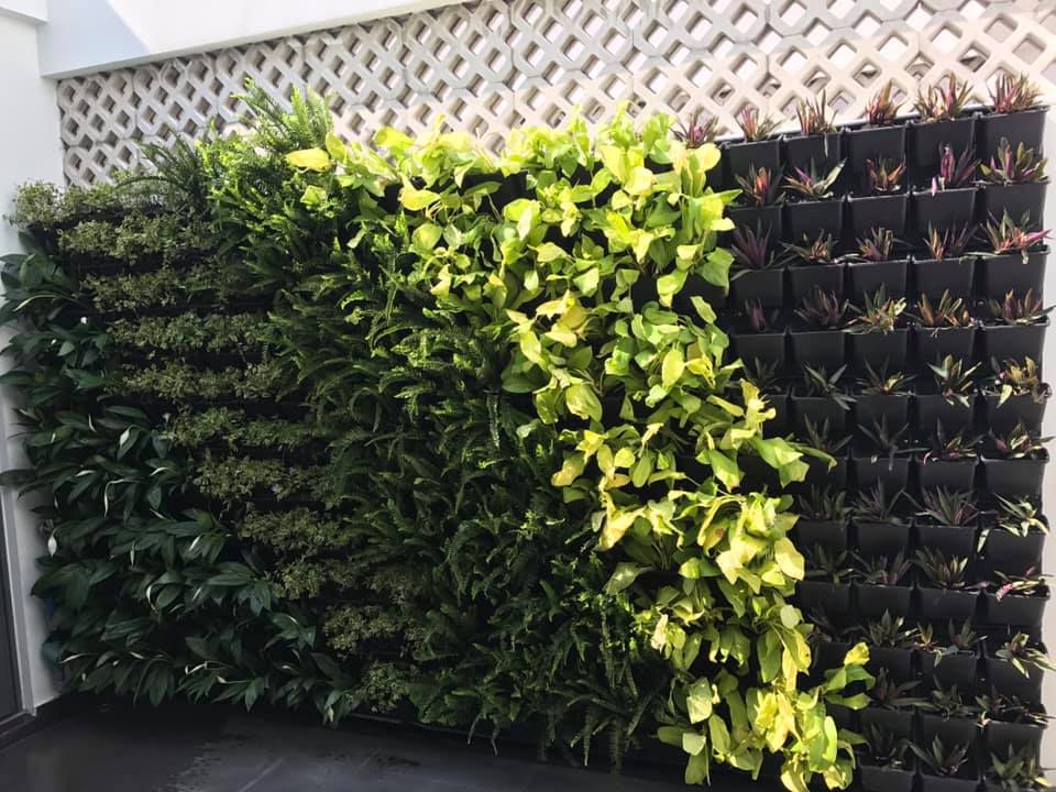 Trang trí vườn tường cây thật HCM Trang trí vườn tường cây thật HCM