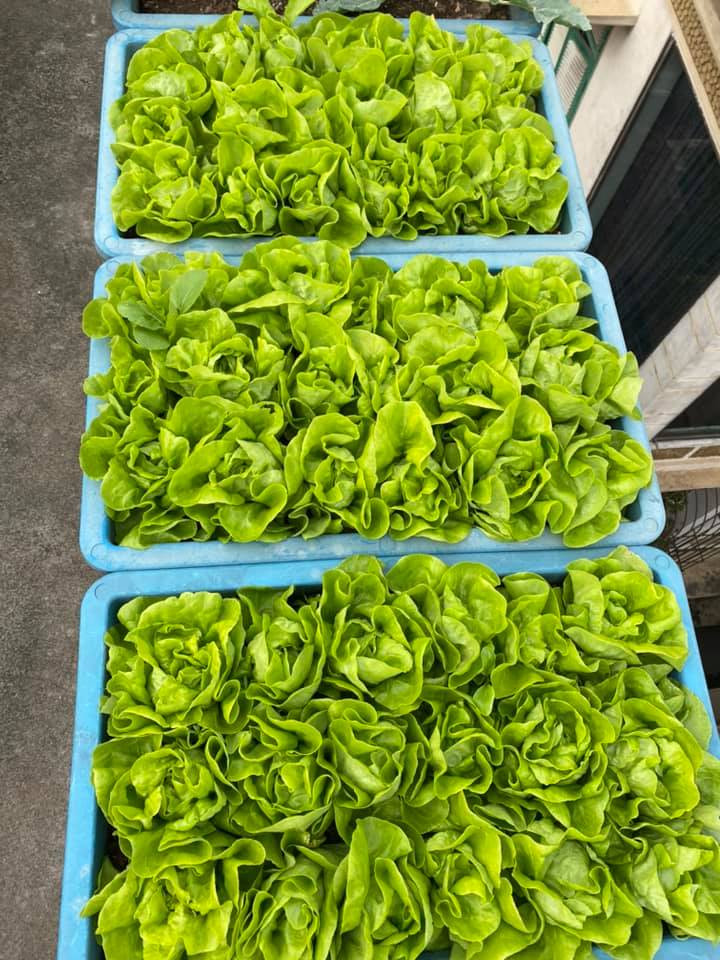 Thi công vườn rau sạch tại nhà đơn giản và hiệu quả nhất với Quang Anh HCM! Thi công vườn rau sạch tại nhà đơn giản và hiệu quả nhất với Quang Anh HCM!