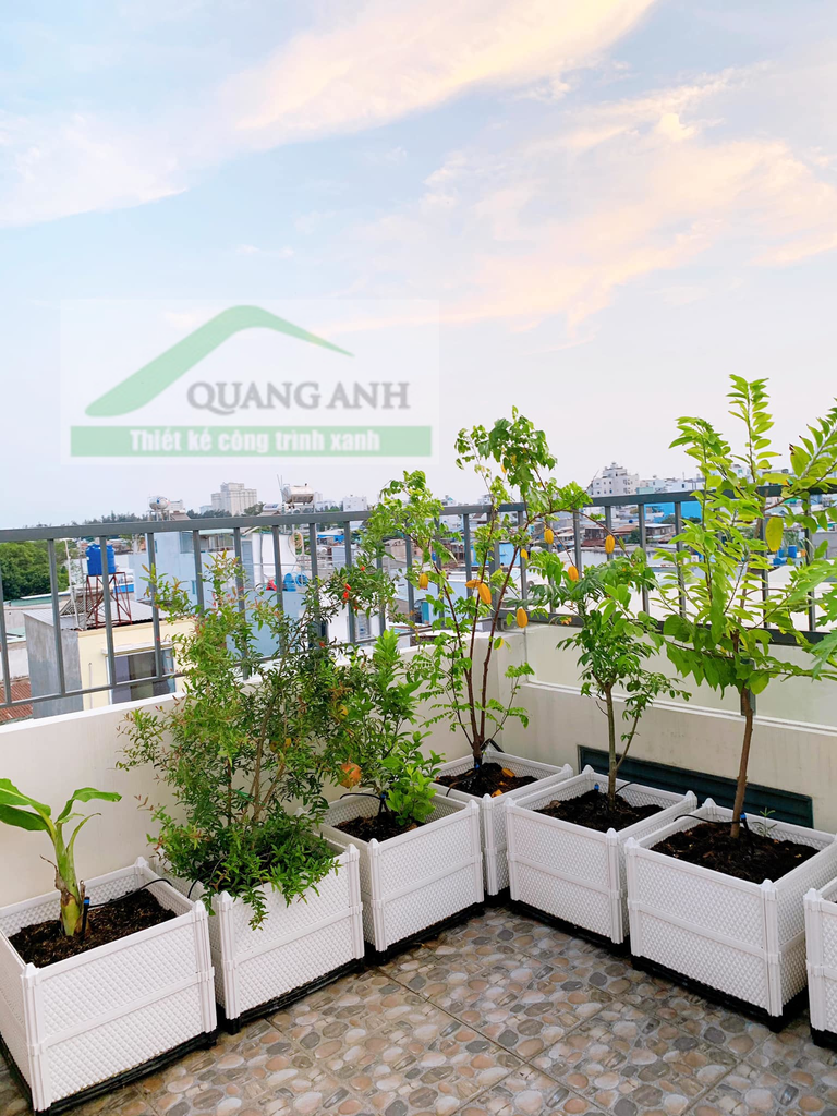 Thi công vườn rau sạch giá rẻ tại Trần Xuân Soạn - Quận 7 Thi công vườn rau sạch giá rẻ tại Trần Xuân Soạn - Quận 7
