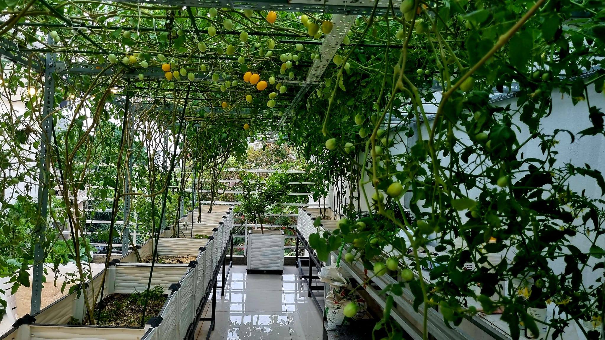 Giới thiệu địa chỉ thi công vườn rau sạch tại nhà tốt nhất tại tphcm Giới thiệu địa chỉ thi công vườn rau sạch tại nhà tốt nhất tại tphcm