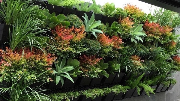 Trồng cây gì trên vườn tường đứng để tăng tiền tài, phúc khí và cải thiện sức khỏe cho gia chủ? Trồng cây gì trên vườn tường đứng để tăng tiền tài, phúc khí và cải thiện sức khỏe cho gia chủ?