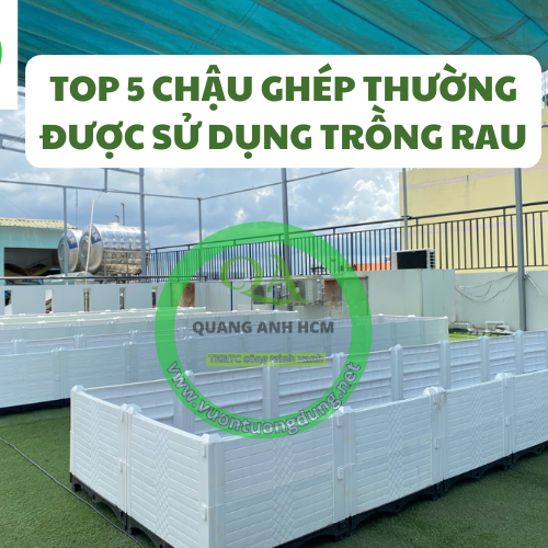 Top 5 kích thước chậu ghép thường được sử dụng trồng rau nhất Top 5 kích thước chậu ghép thường được sử dụng trồng rau nhất