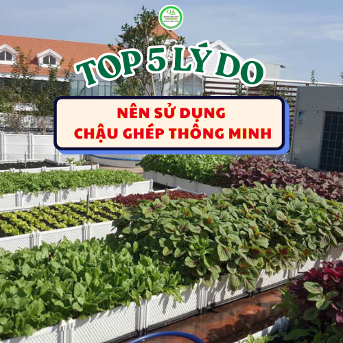 TOP 5 LÝ DO NÊN SỬ DỤNG CHẬU GHÉP TRỒNG RAU THÔNG MINH