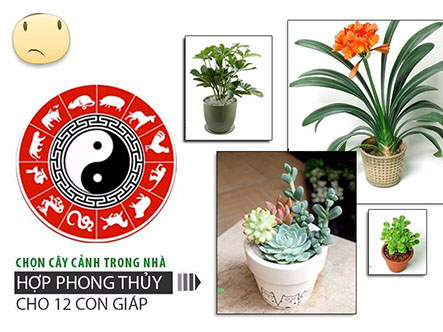 Tìm hiểu trồng cây phong thủy theo tuổi giúp công việc gặp may mắm