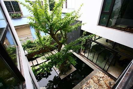 Những loại cây mà bạn có thể thực hiện trồng trong nhà. Những loại cây mà bạn có thể thực hiện trồng trong nhà.