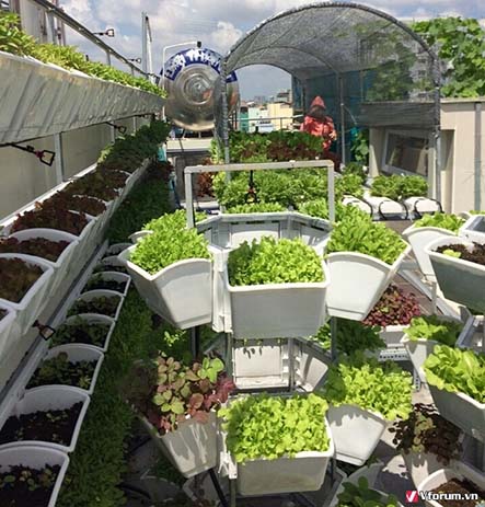 Bán kệ trồng rau sạch hcm chất lượng và giá rẻ-Công ty Quang Anh Bán kệ trồng rau sạch hcm chất lượng và giá rẻ-Công ty Quang Anh