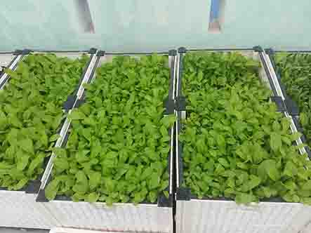 Những dụng cụ để việc trồng rau trong thùng xốp đạt hiệu quả cao nhất Những dụng cụ để việc trồng rau trong thùng xốp đạt hiệu quả cao nhất