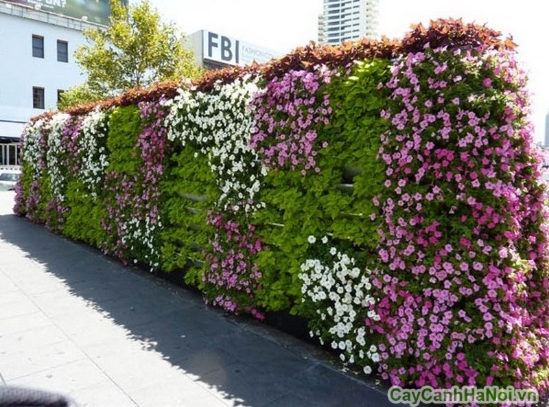 Vườn tường Hoa thay đổi phong cách sống của bạn 