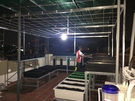 Thi công vườn rau sạch ở Hà Chương, Quận 12