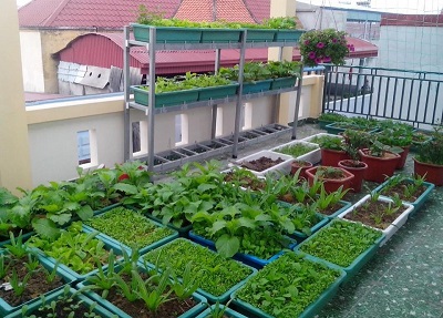 Vườn rau sạch – Lợi ích của gia đình Vườn rau sạch – Lợi ích của gia đình