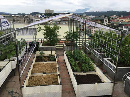 Địa chỉ thiết kế vườn rau sạch tại nhà uy tín và giá rẻ tại tphcm