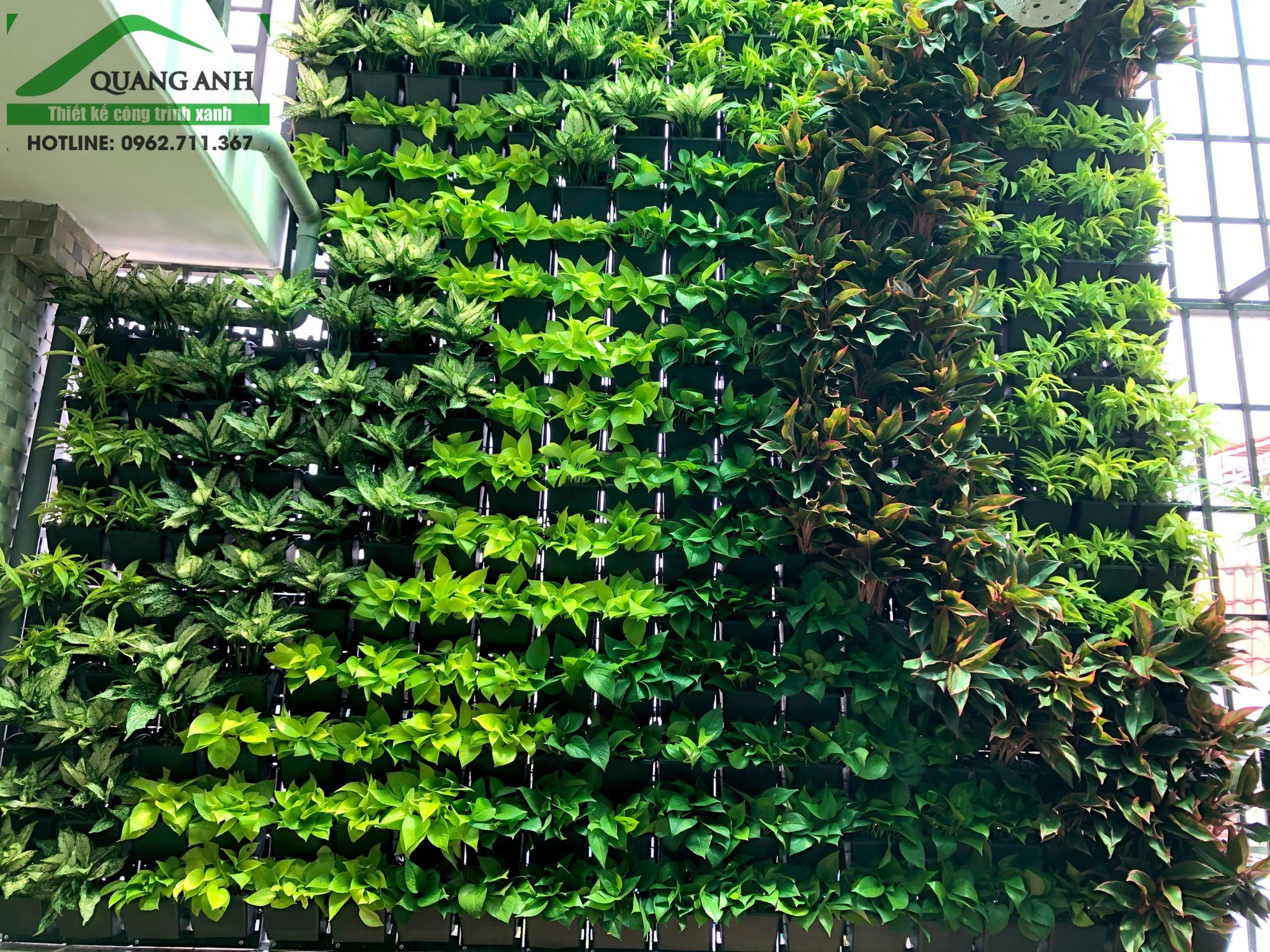 Quang Anh Kiến Tạo Không Gian Vườn Tường Đứng Cho Thẩm Mỹ Viện Tại Quận Tân Bình Quang Anh Kiến Tạo Không Gian Vườn Tường Đứng Cho Thẩm Mỹ Viện Tại Quận Tân Bình