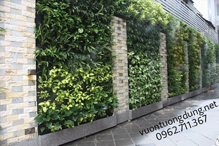 Nhà mát rượi nhờ mảng tường cây xanh Nhà mát rượi nhờ mảng tường cây xanh