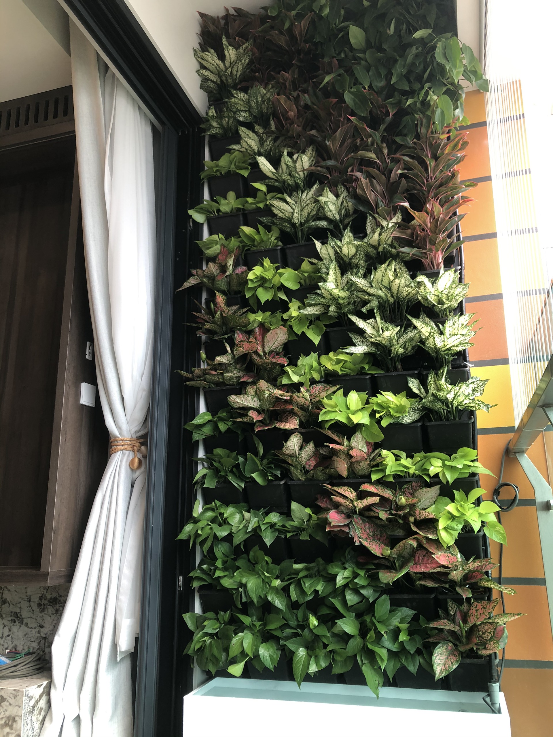 Vườn tường đứng - Lựa chọn tuyệt vời để phủ xanh ban công nhà bạn Vườn tường đứng - Lựa chọn tuyệt vời để phủ xanh ban công nhà bạn